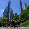 Group calls for cruelty probe into NYC’s horse carriage industry